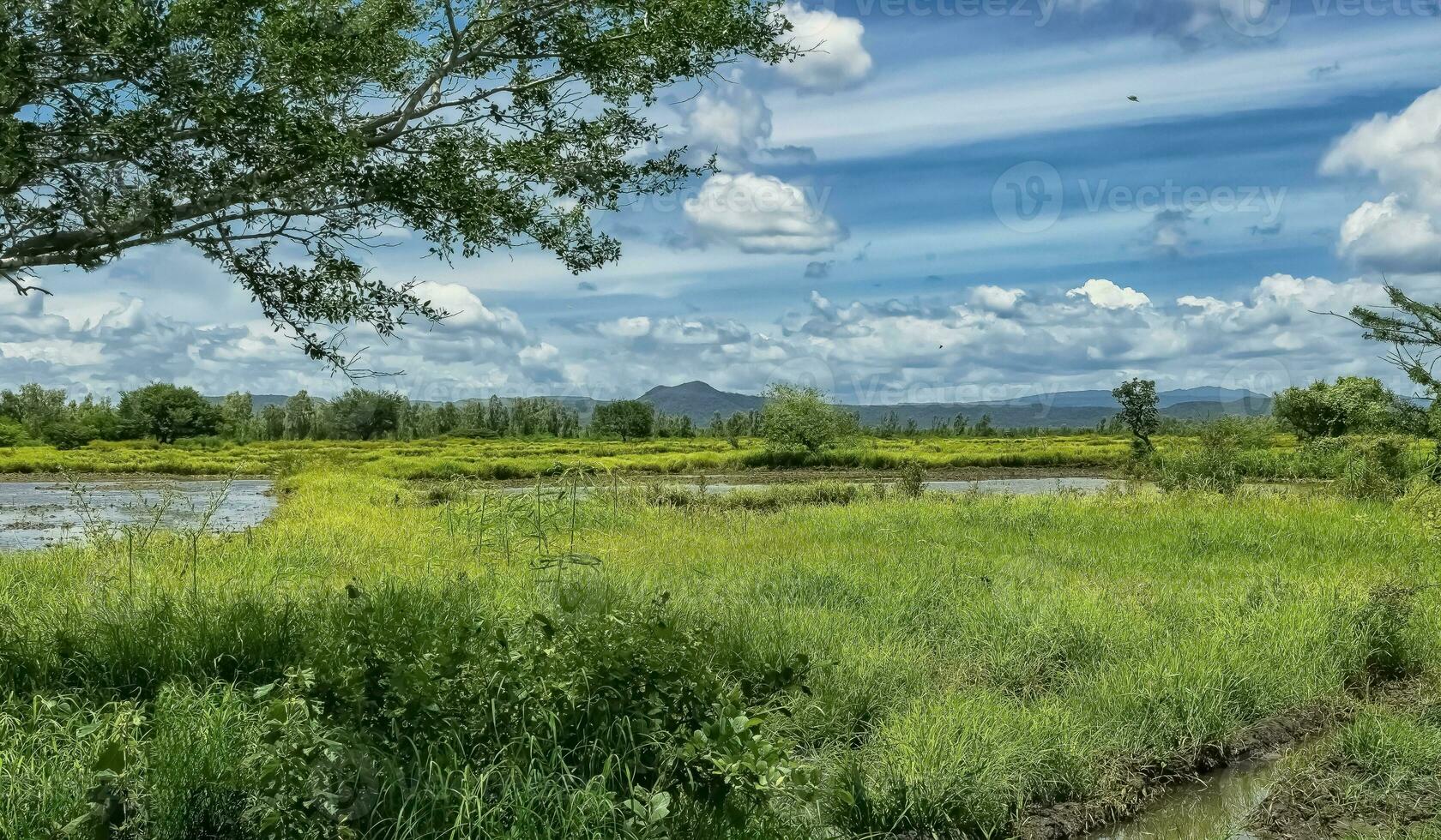 Image of a green field with mountains with clouds and blue sky, Rice field with mountains and blue sky photo