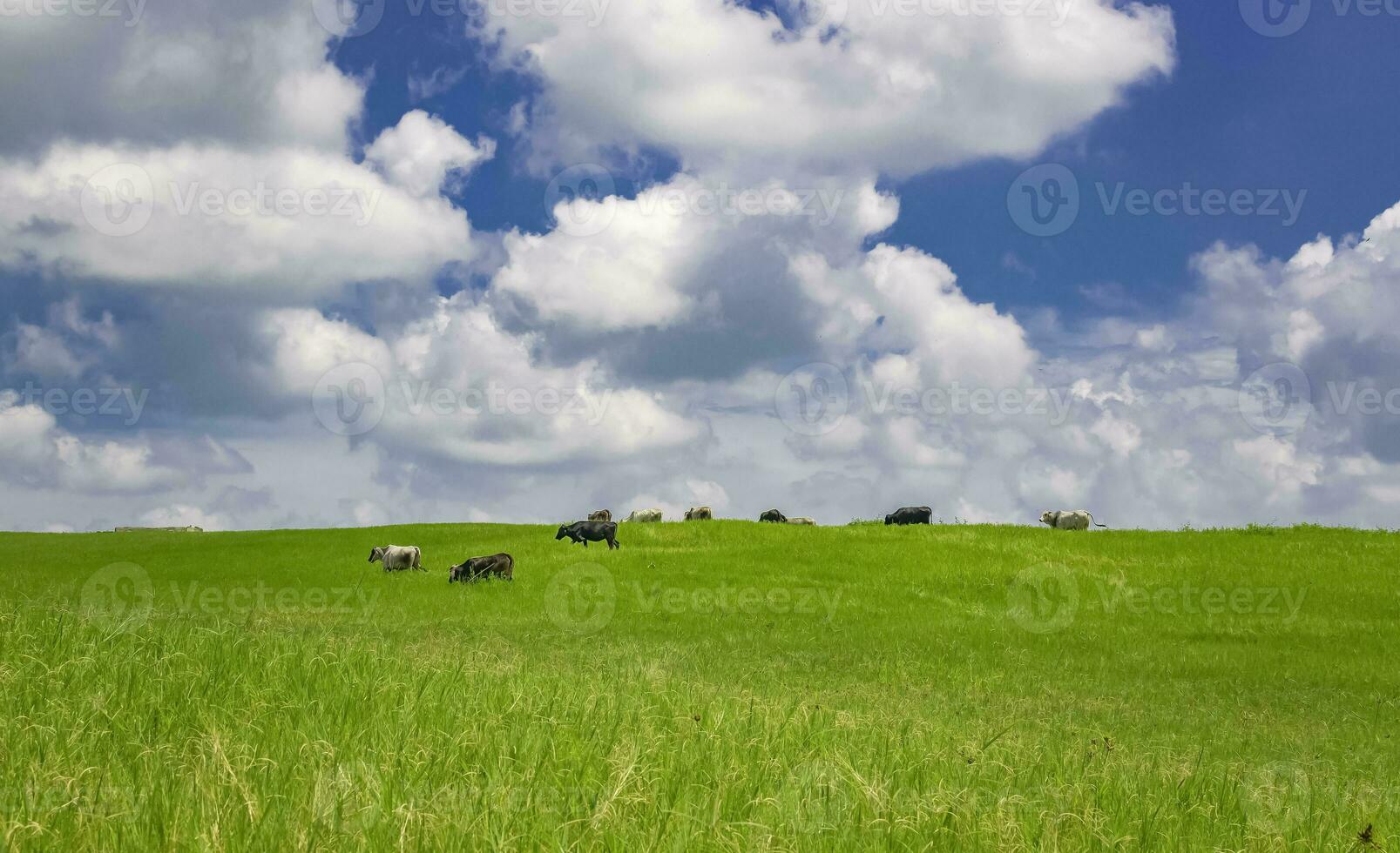 Cows in the field eating grass, photo of several cows in a green field with blue sky and copy space, A green field with cows eating grass and beautiful blue sky