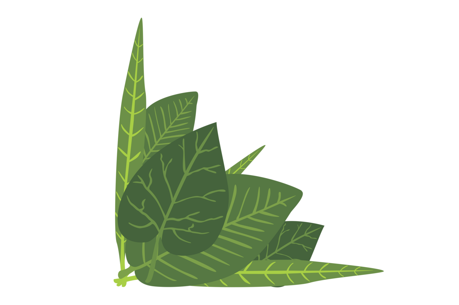 Flora Ornament Border With Design With Transparent Background png