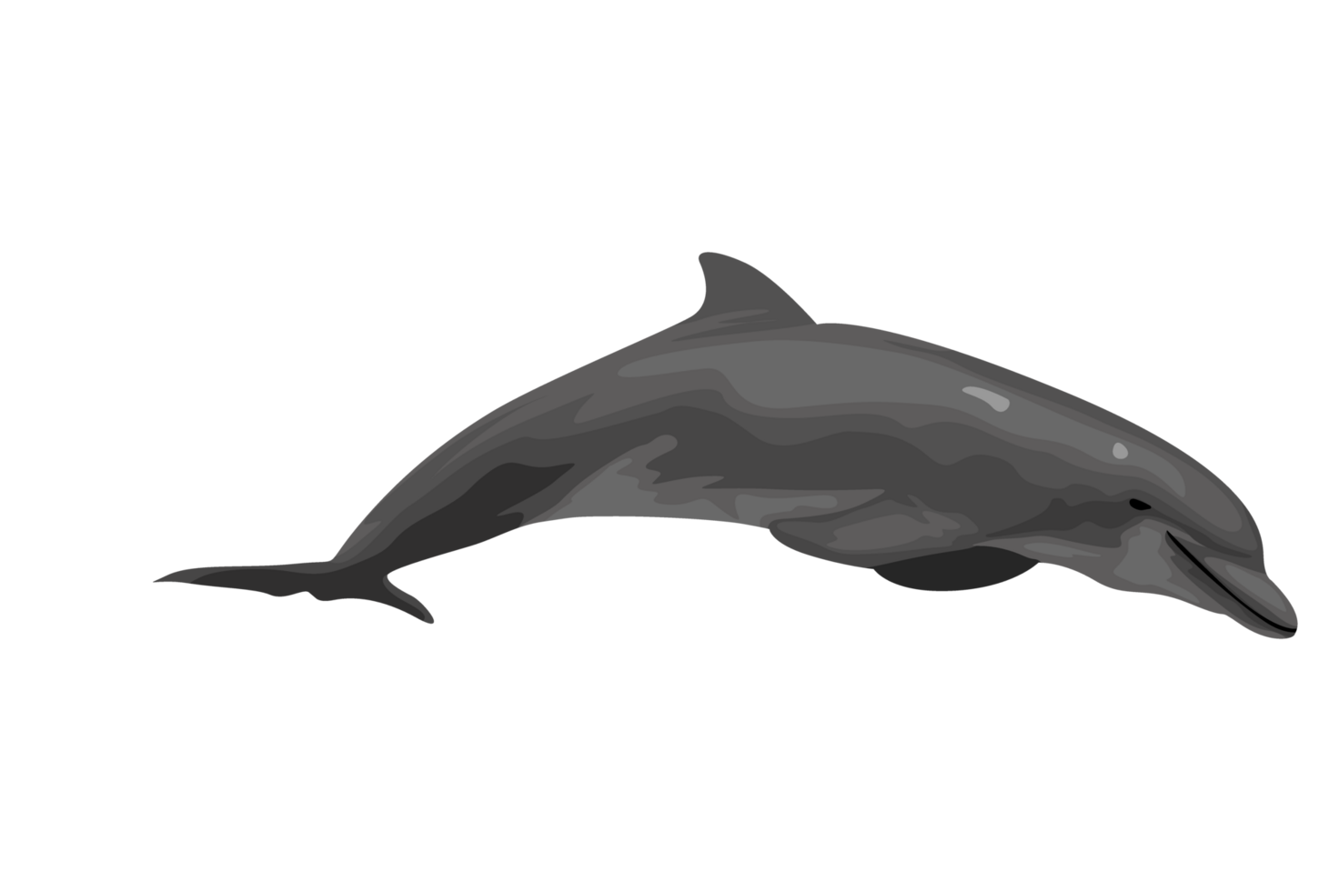 dolphin isolated on transparent background png