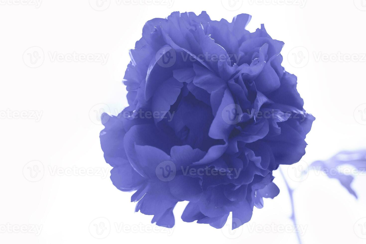 Bunch of violet blue pion flowers in a summer meadow background. Demonstrating the colors of 2022 - Very Peri photo