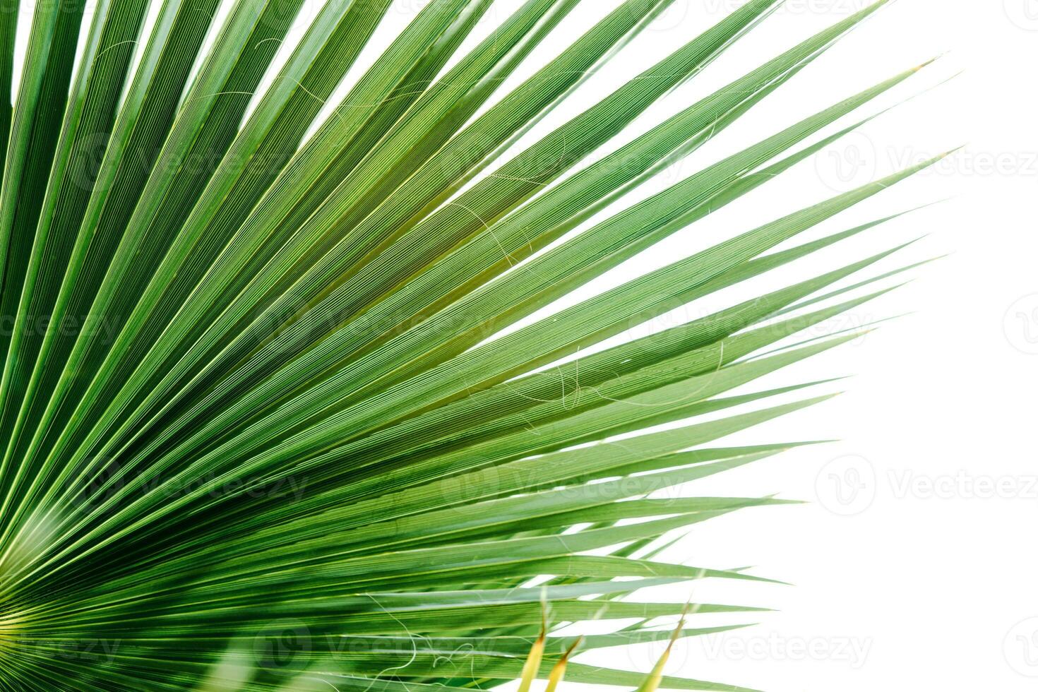 verde palma hojas, natural antecedentes. foto