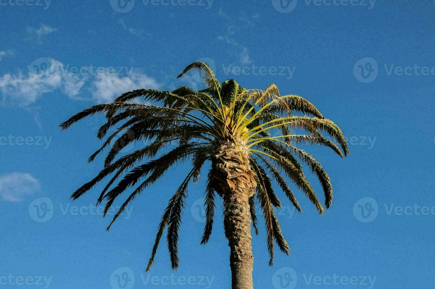 Background with a palm tree photo