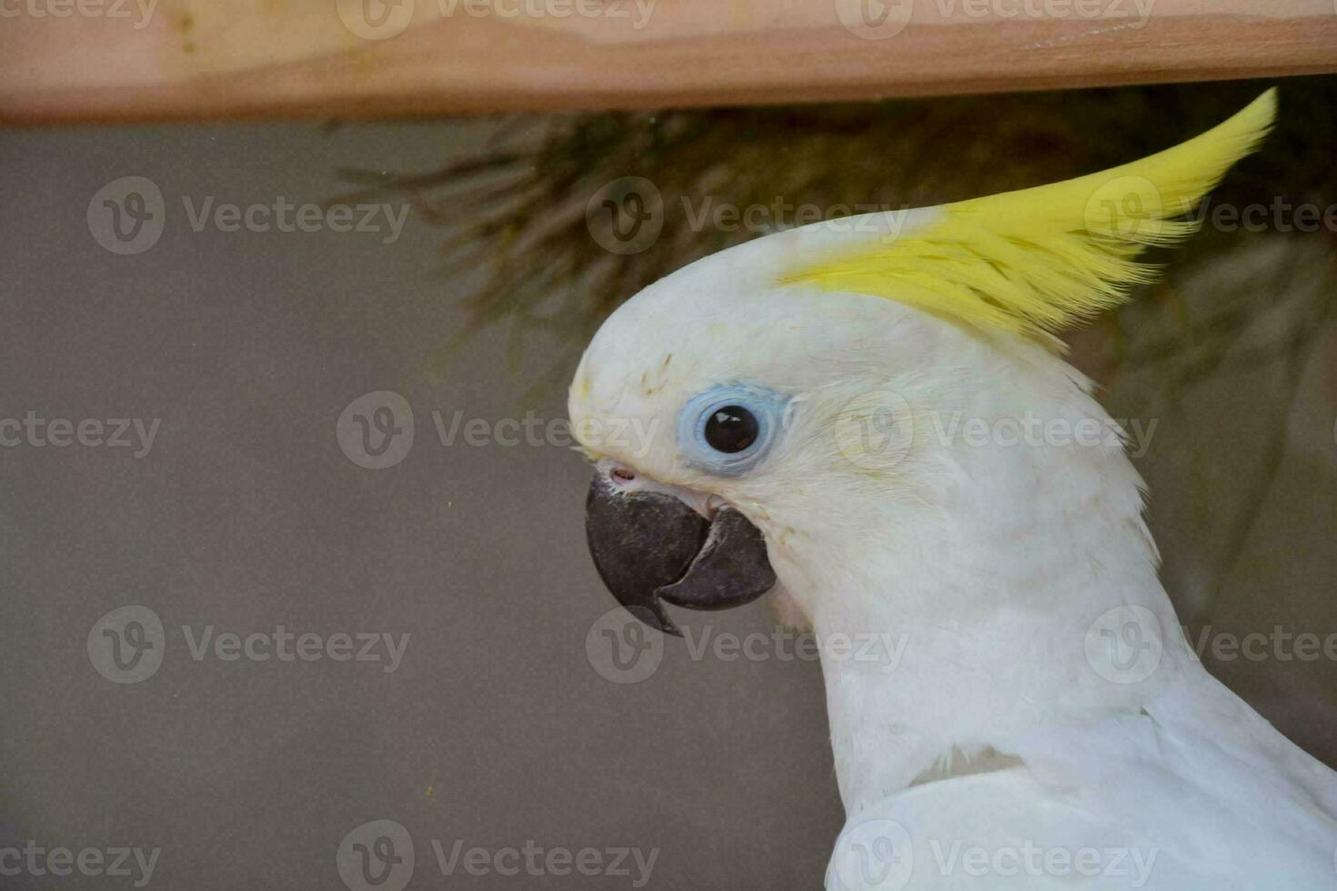 un blanco y amarillo loro foto