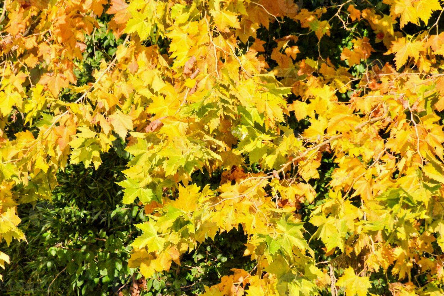 Background with yellow leaves photo