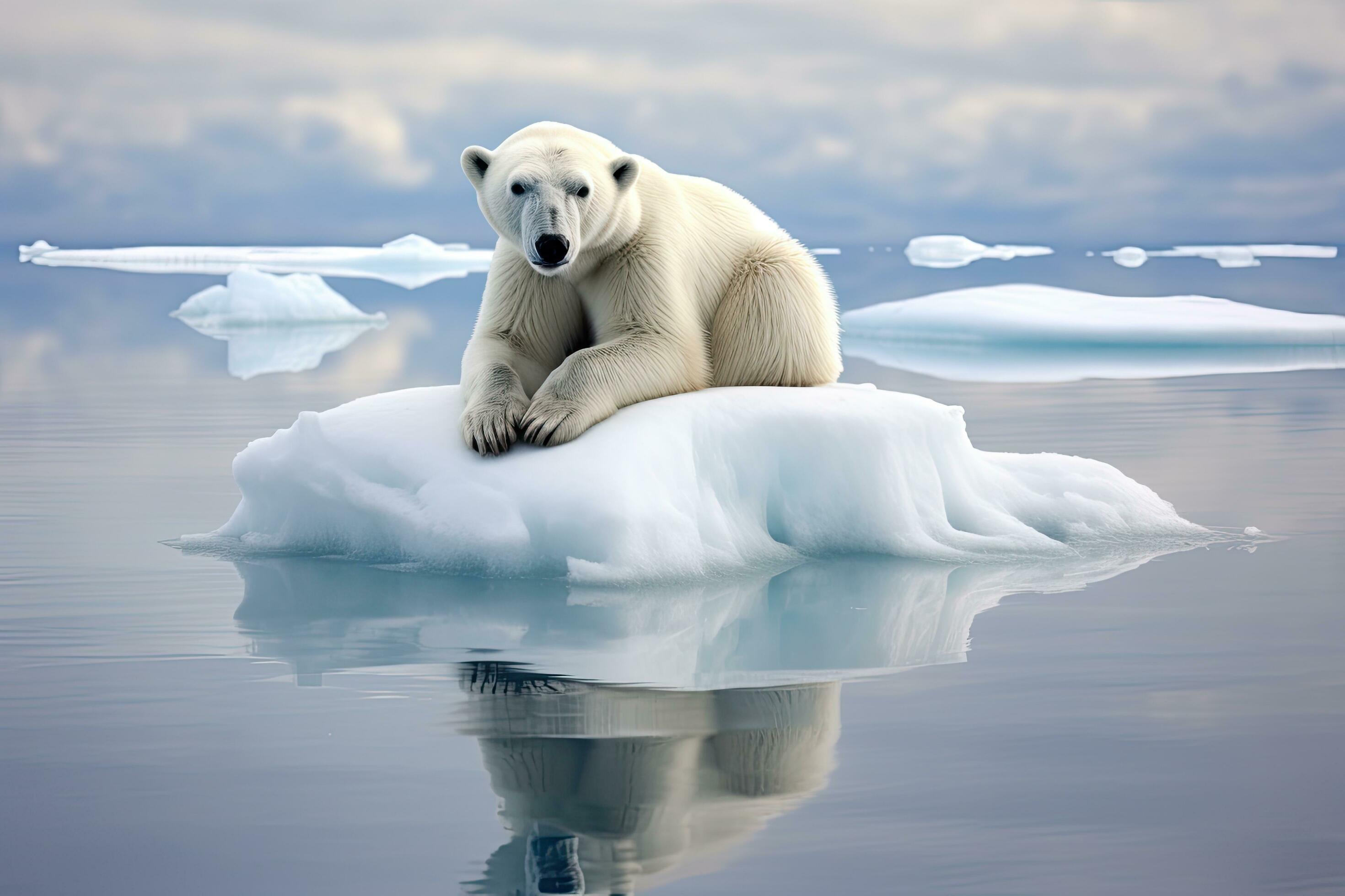 Polar bear Ursus maritimus on the pack ice, north of Svalbard Arctic