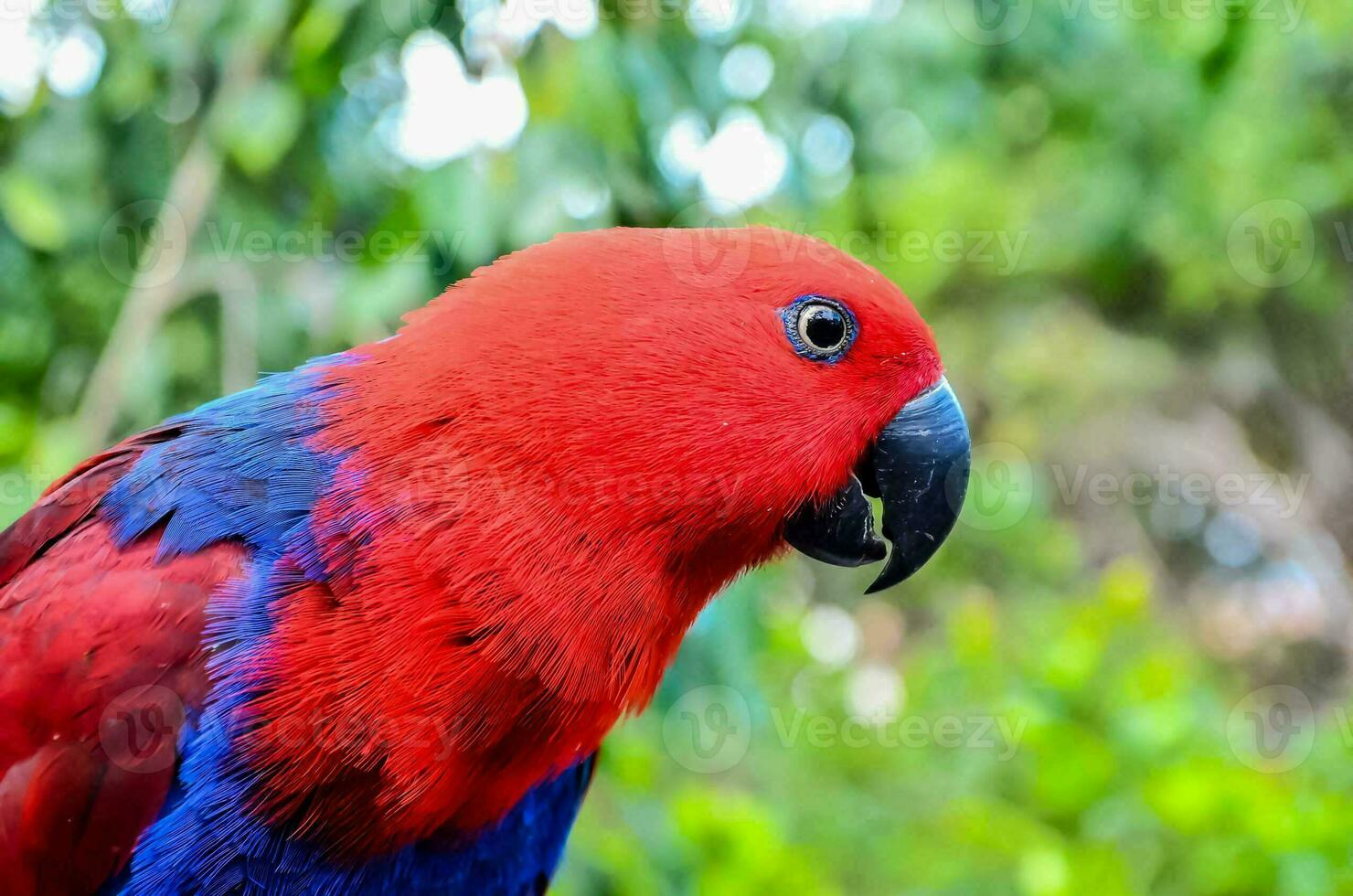 Colourful small bird portrait photo