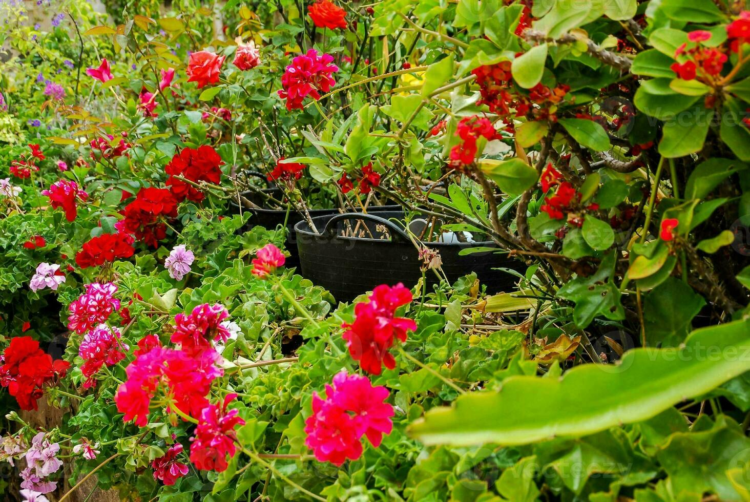 vistoso flores en un jardín foto