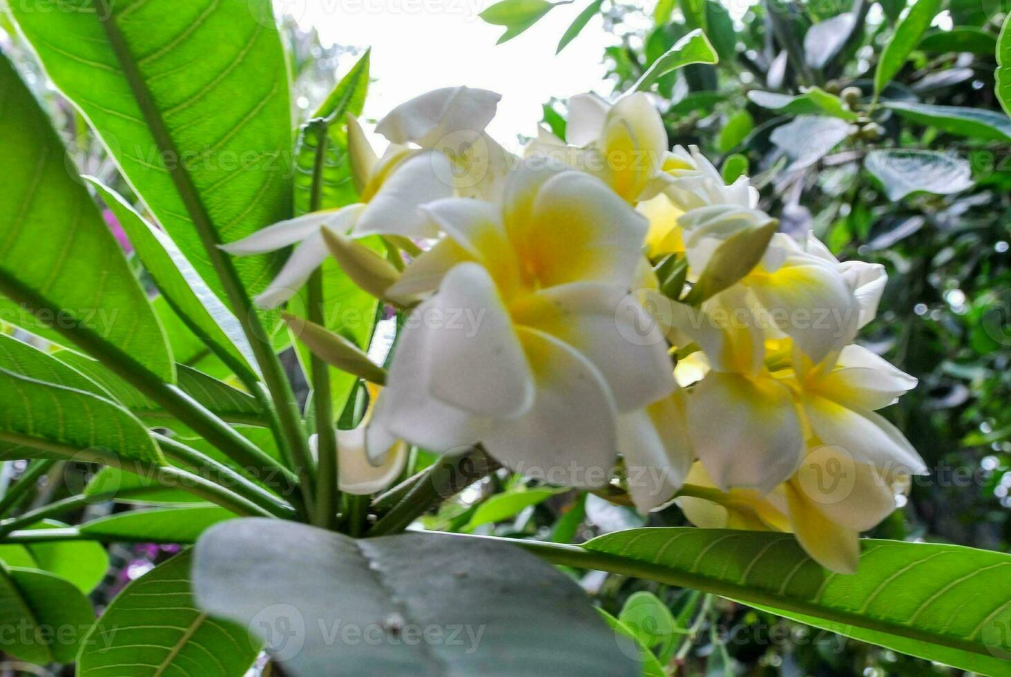 Detail of white flowers photo