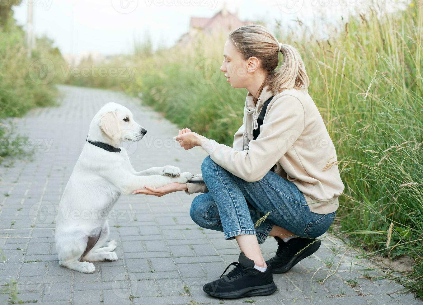 Puppy labrador retriever and young girl photo