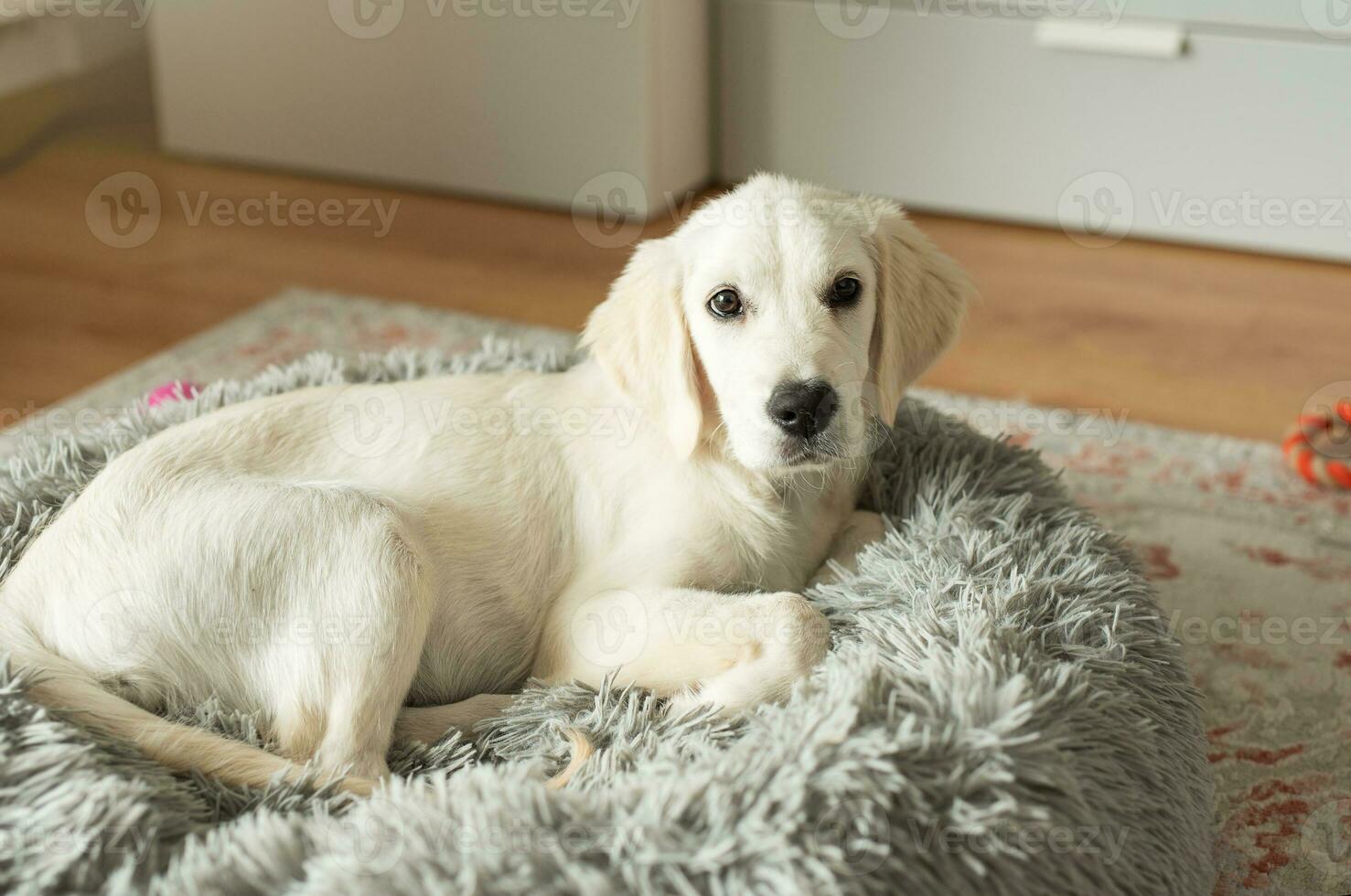 un perrito de un dorado perdiguero es descansando en un perro cama. foto