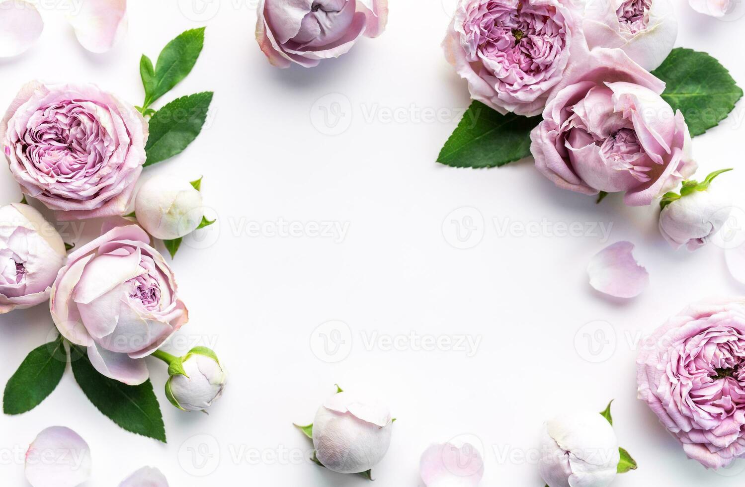 Pink rose flowers on white background photo