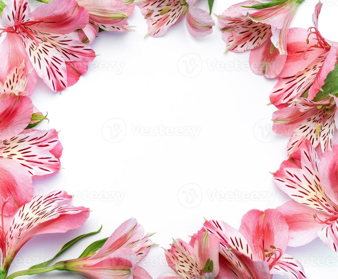 Beautiful Alstroemeria flowers on white background photo