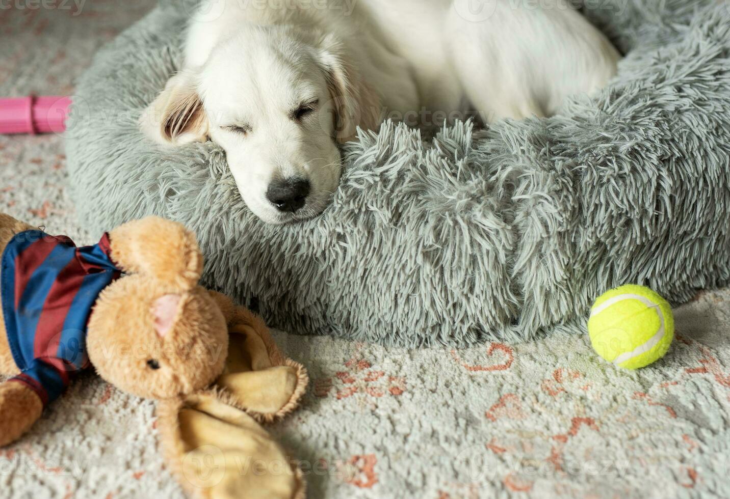 A puppy of a golden retriever is resting in a dog bed. photo