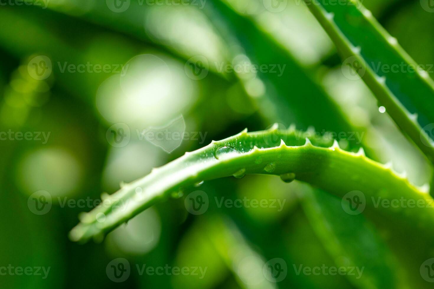 Aloe vera plant close up photo