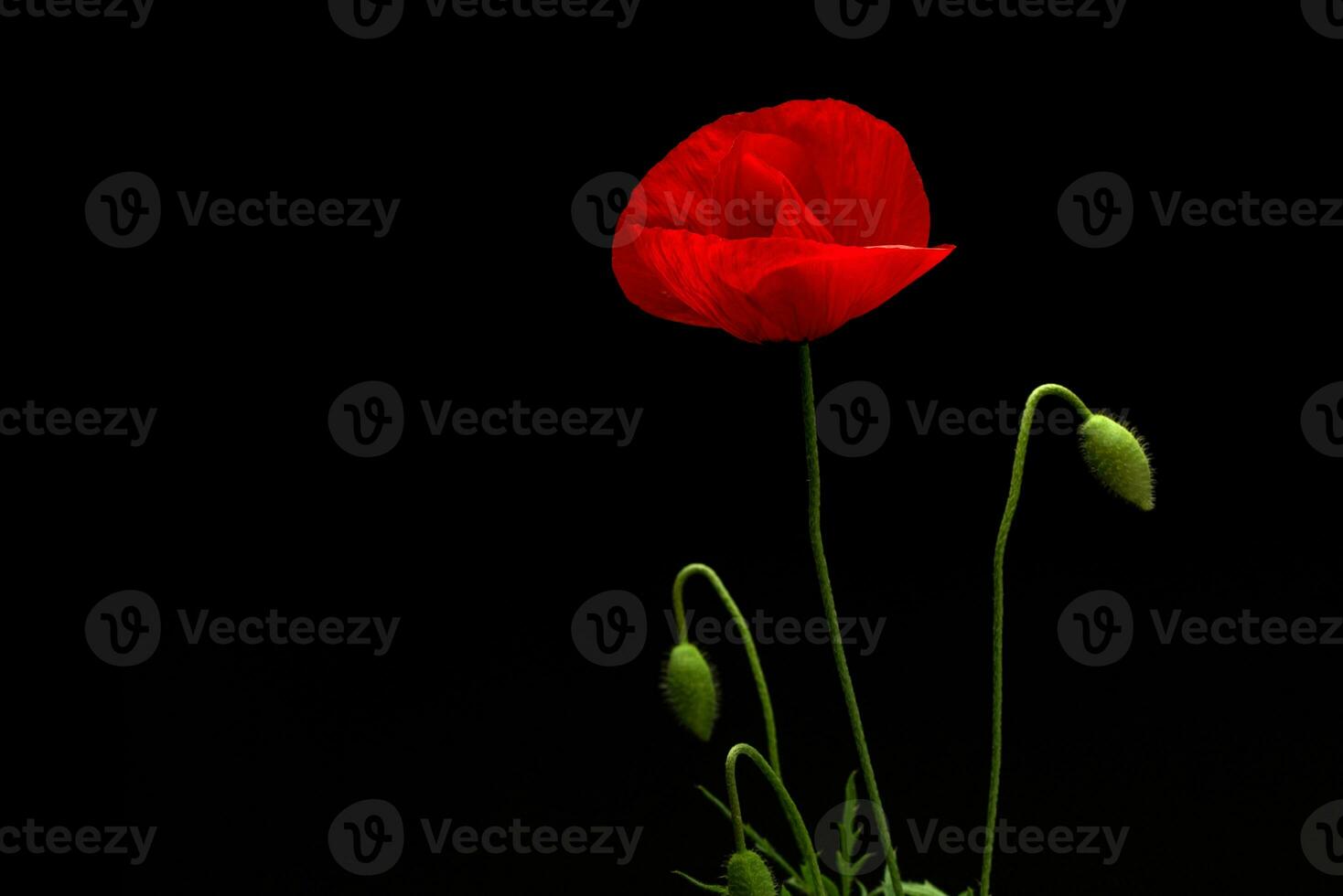 Red Poppy Flower on Black Background photo