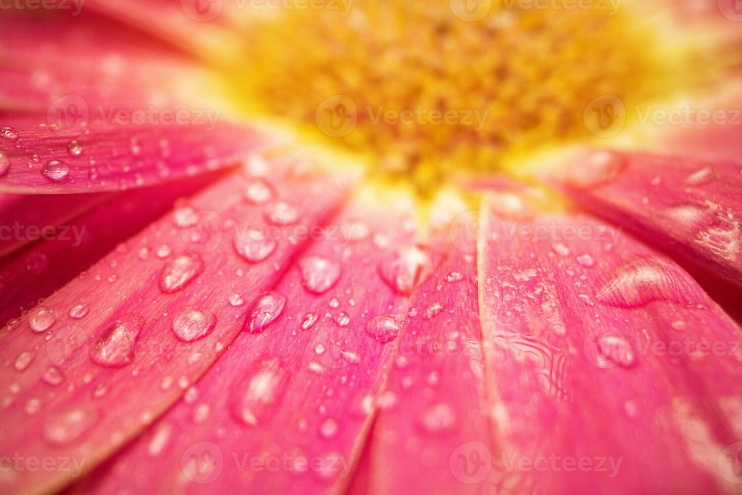 Pink Daisy gerbera Flower Close up photo
