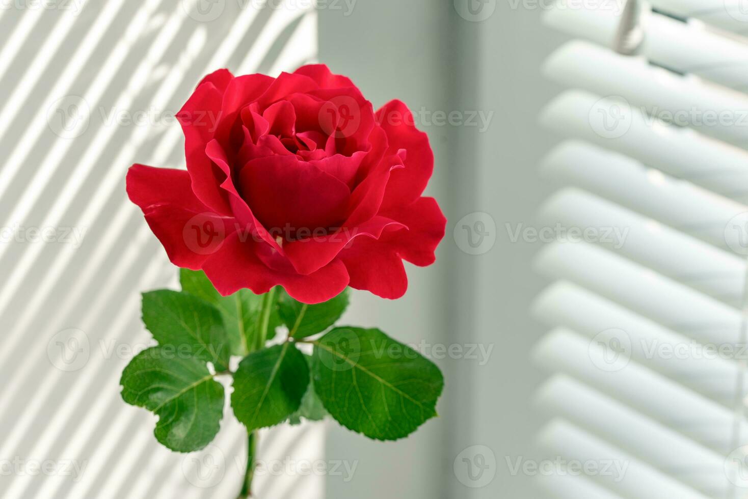 Rose flower on the window photo