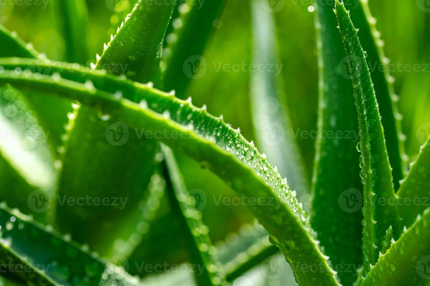 Aloe vera plant close up photo