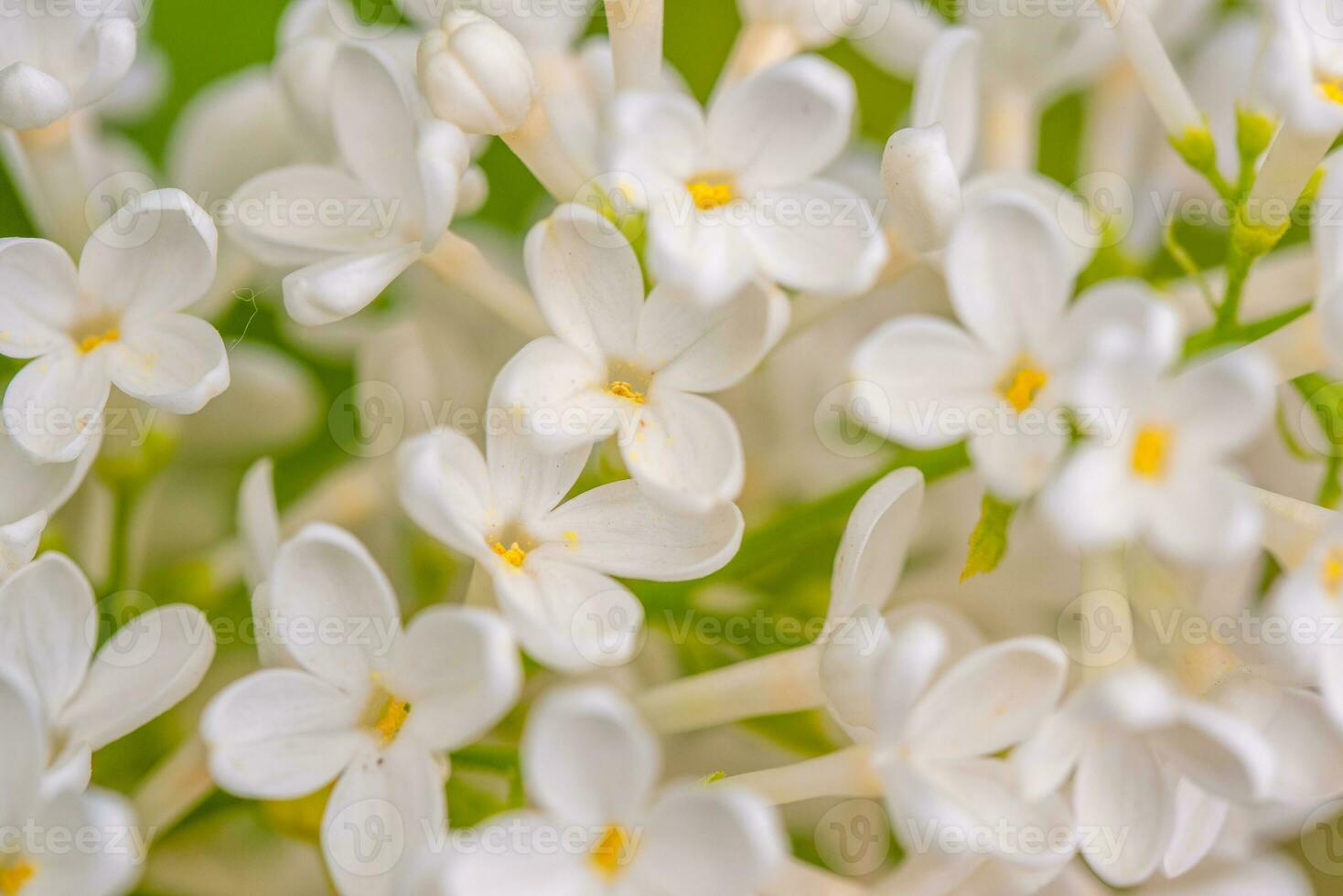 White lilac flowers blossom photo