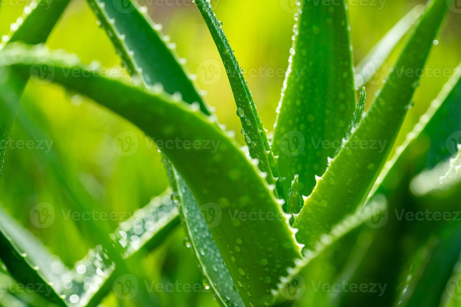 Aloe vera plant close up photo