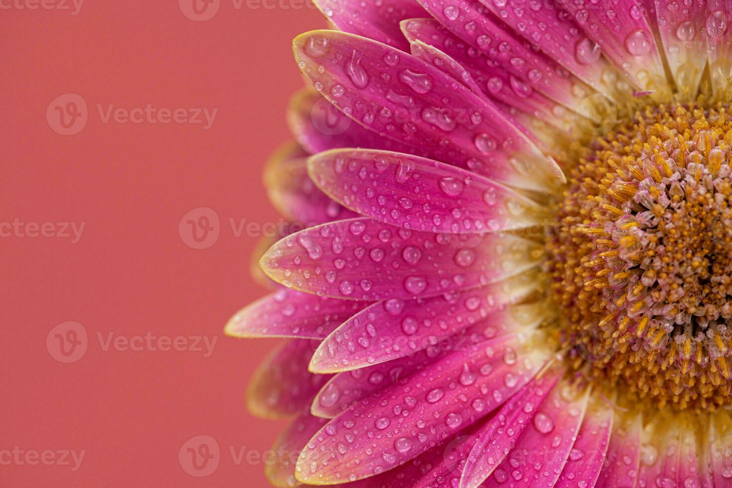 Pink Daisy gerbera Flower Close up photo
