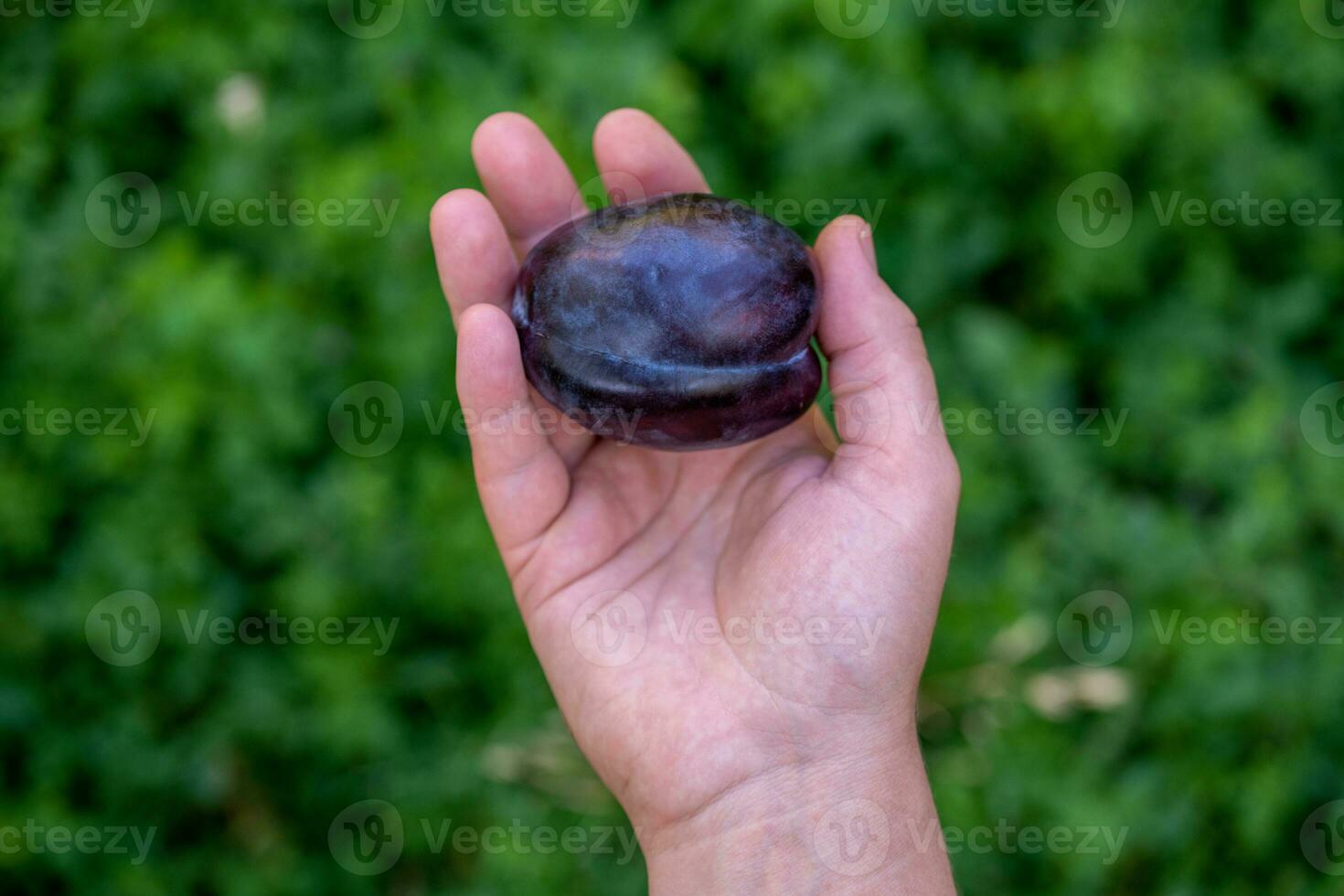 Fresh plum fruit in hands photo