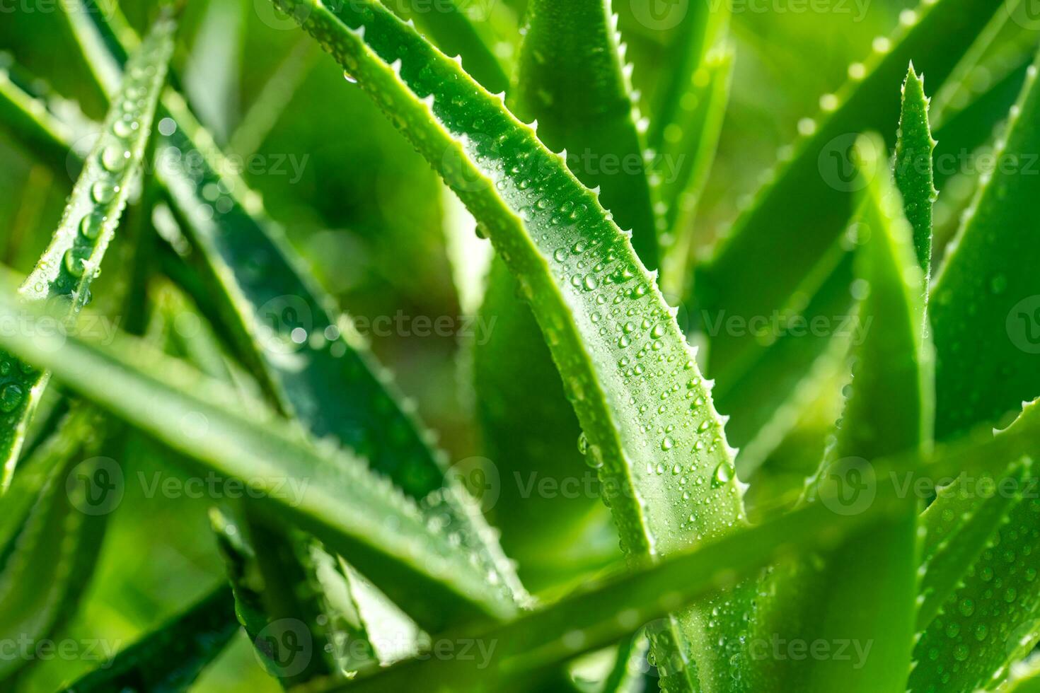 Aloe vera plant close up photo