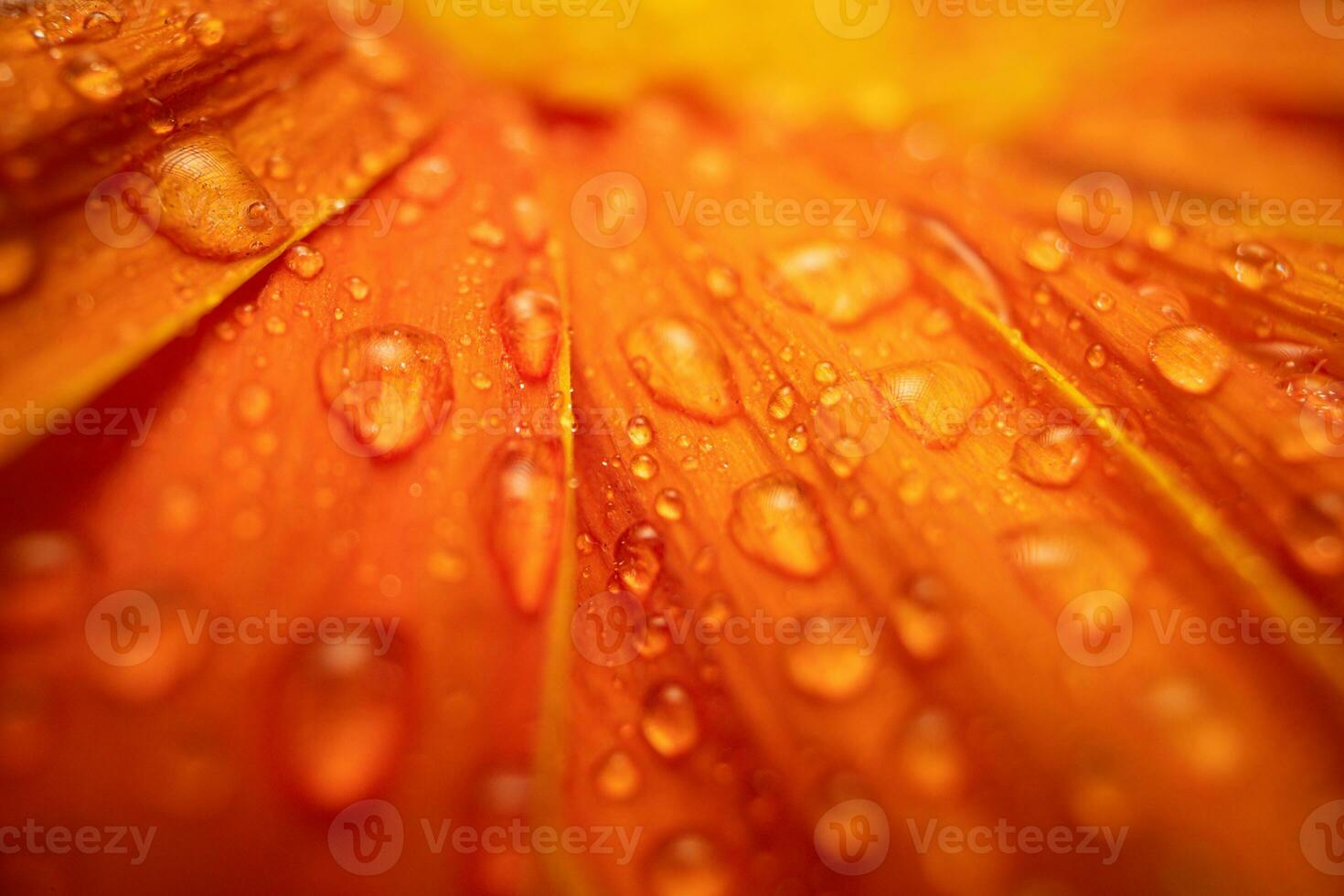 Orange Color Daisy gerbera Flower Close up photo