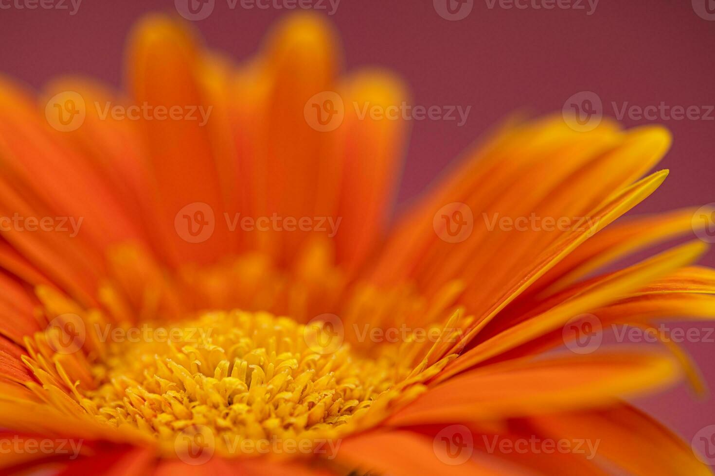 Orange Color Daisy gerbera Flower Close up photo