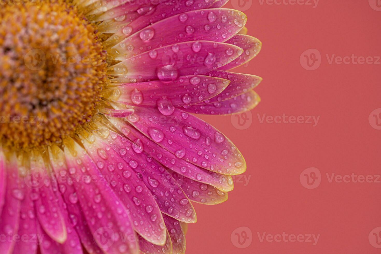 Pink Daisy gerbera Flower Close up photo