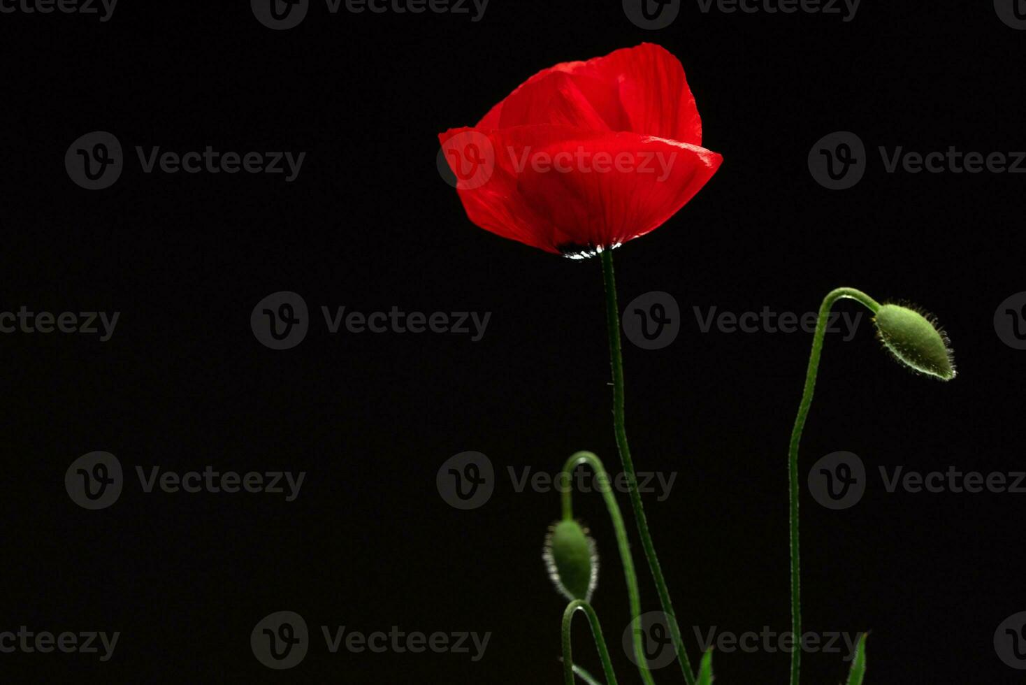 Red Poppy Flower on Black Background photo