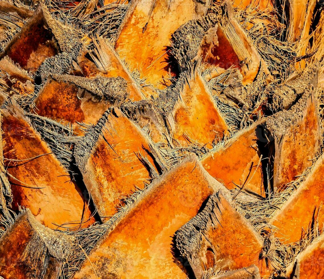 un cerca arriba de un palma árbol con naranja ladrar textura foto