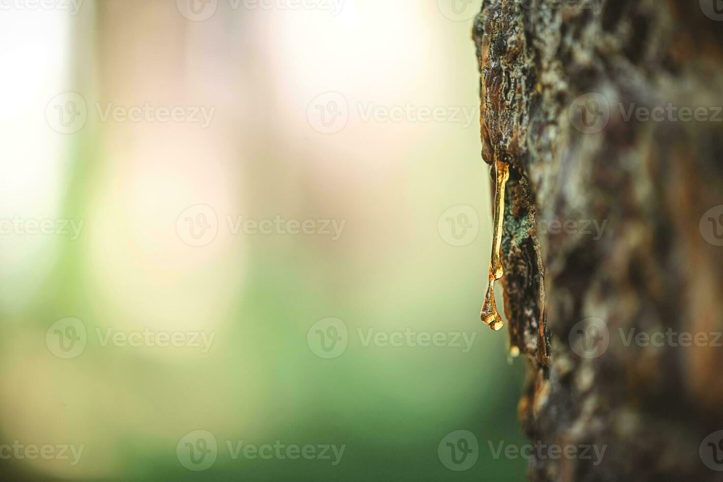 natural background. A beautiful drop of resin on a pine tree photo