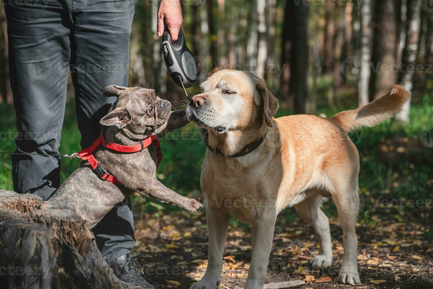 Side view at Two cute dogs, labrador and french bulldog, getting to know and greeting each other photo