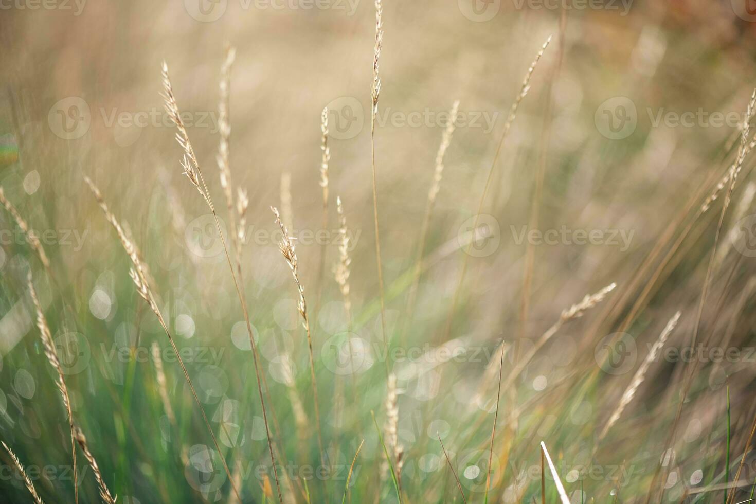 Beautiful natural background, grass in dew photo