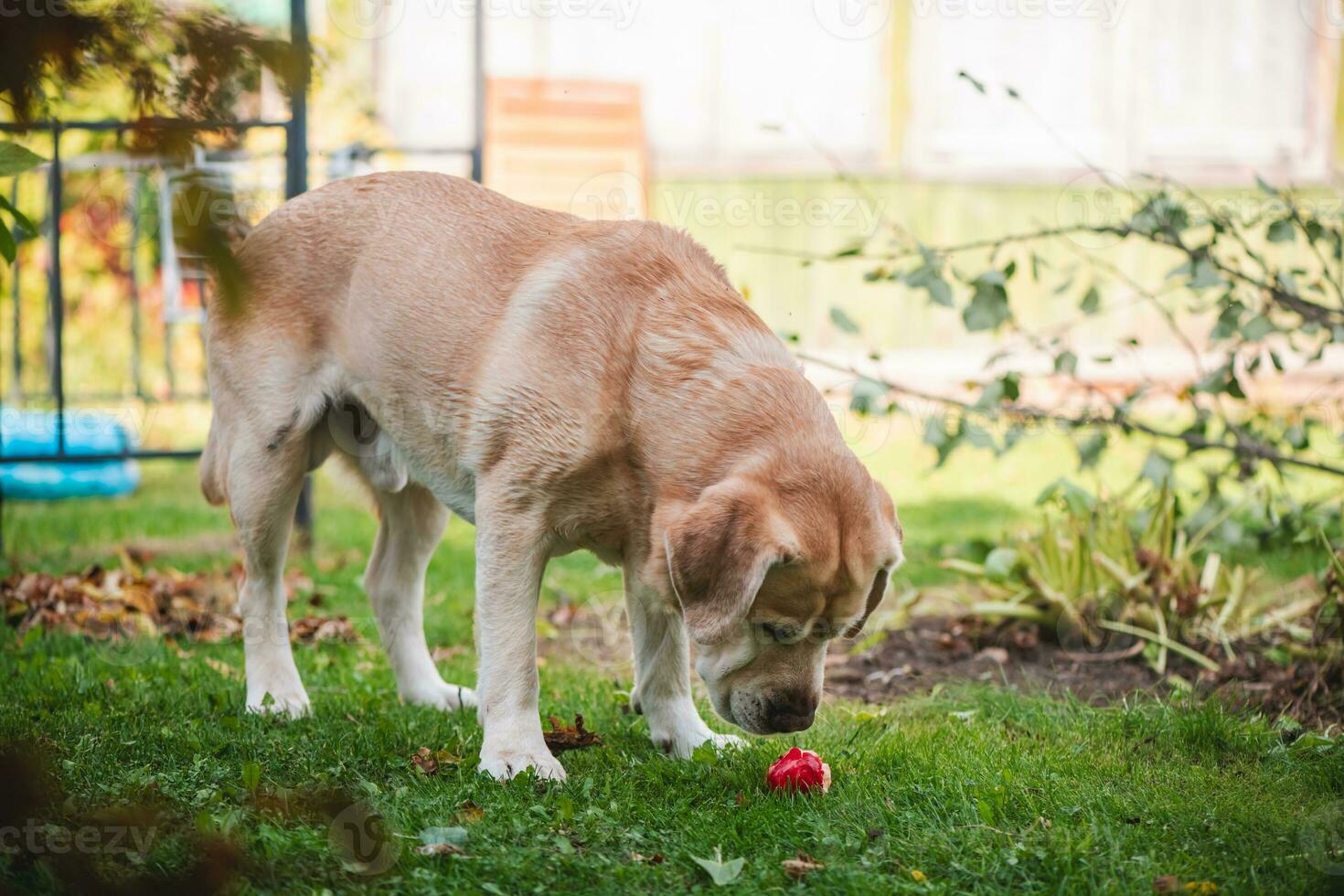 linda Labrador comiendo un rojo manzana. jardín, cosecha, vitaminas foto