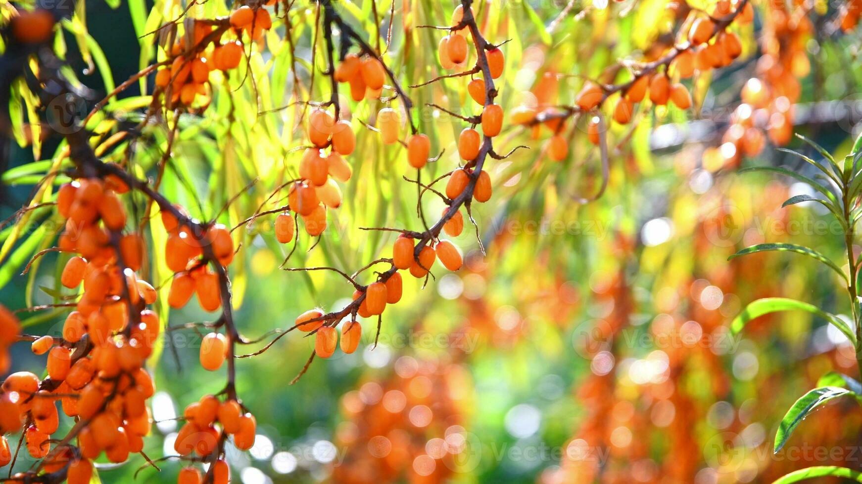 Ripe bright orange sea buckthorn berries on a tree. Harvest, autumn photo