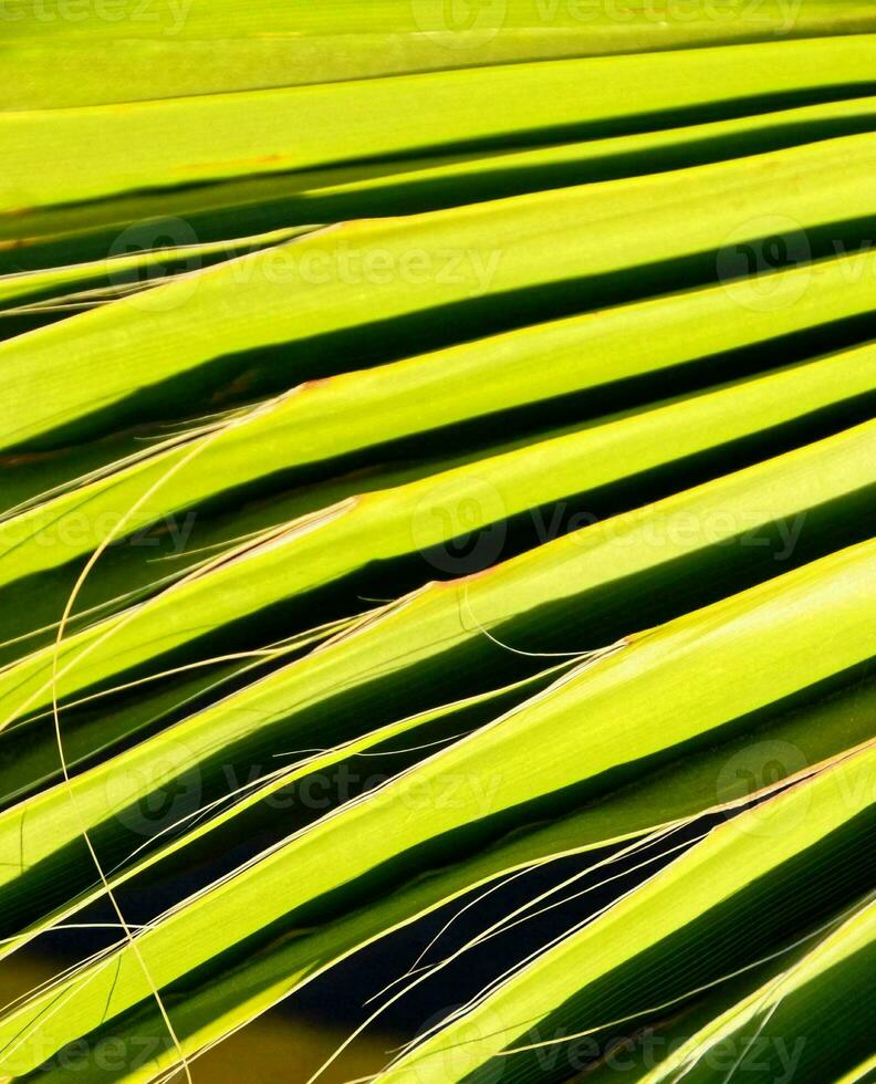 Palm leaf close up photo