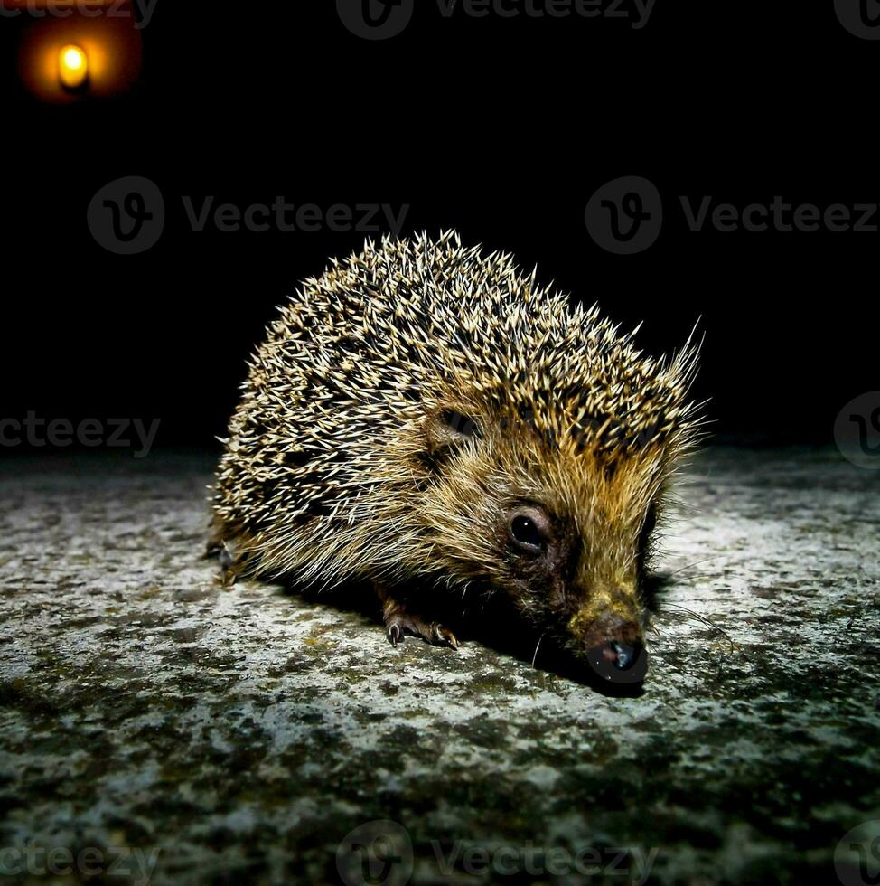 Hedgehog on dark background photo