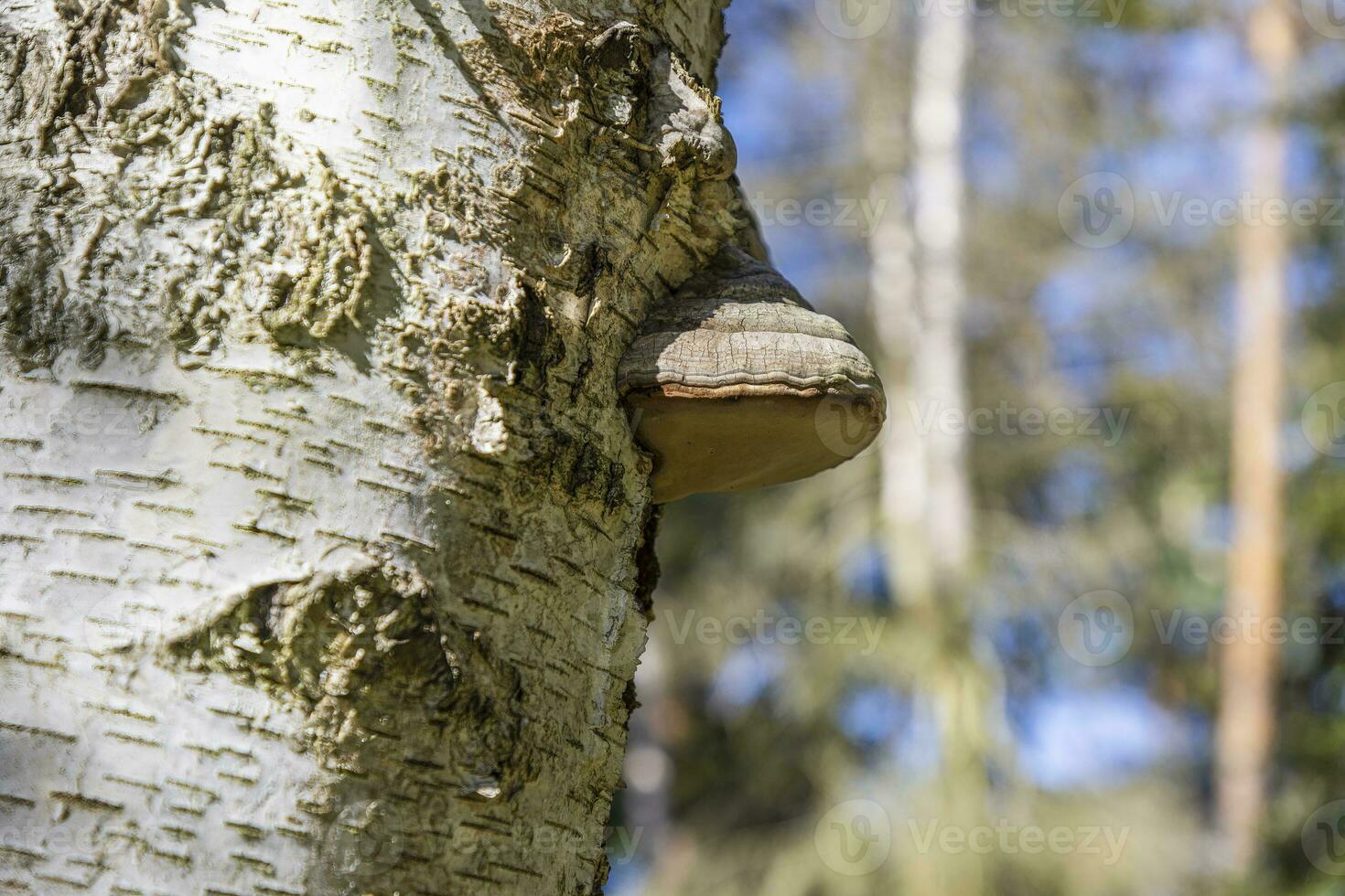Picture of a tree fungus on a birch trunk in autumn photo