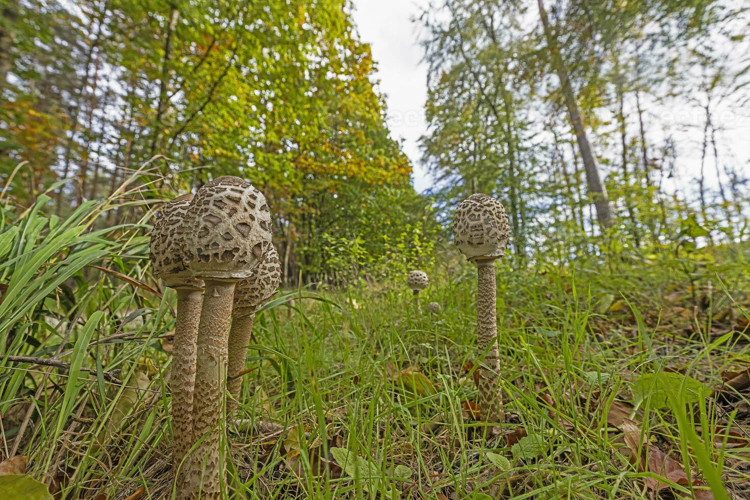 Picture of a group of parasol mushrooms in a forest clearing in autumn photo