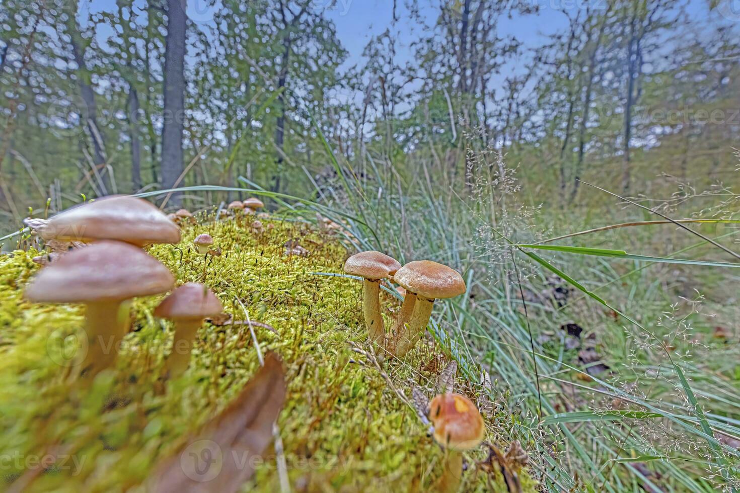 Picture of a group of mushrooms on a tree trunk in autumn photo