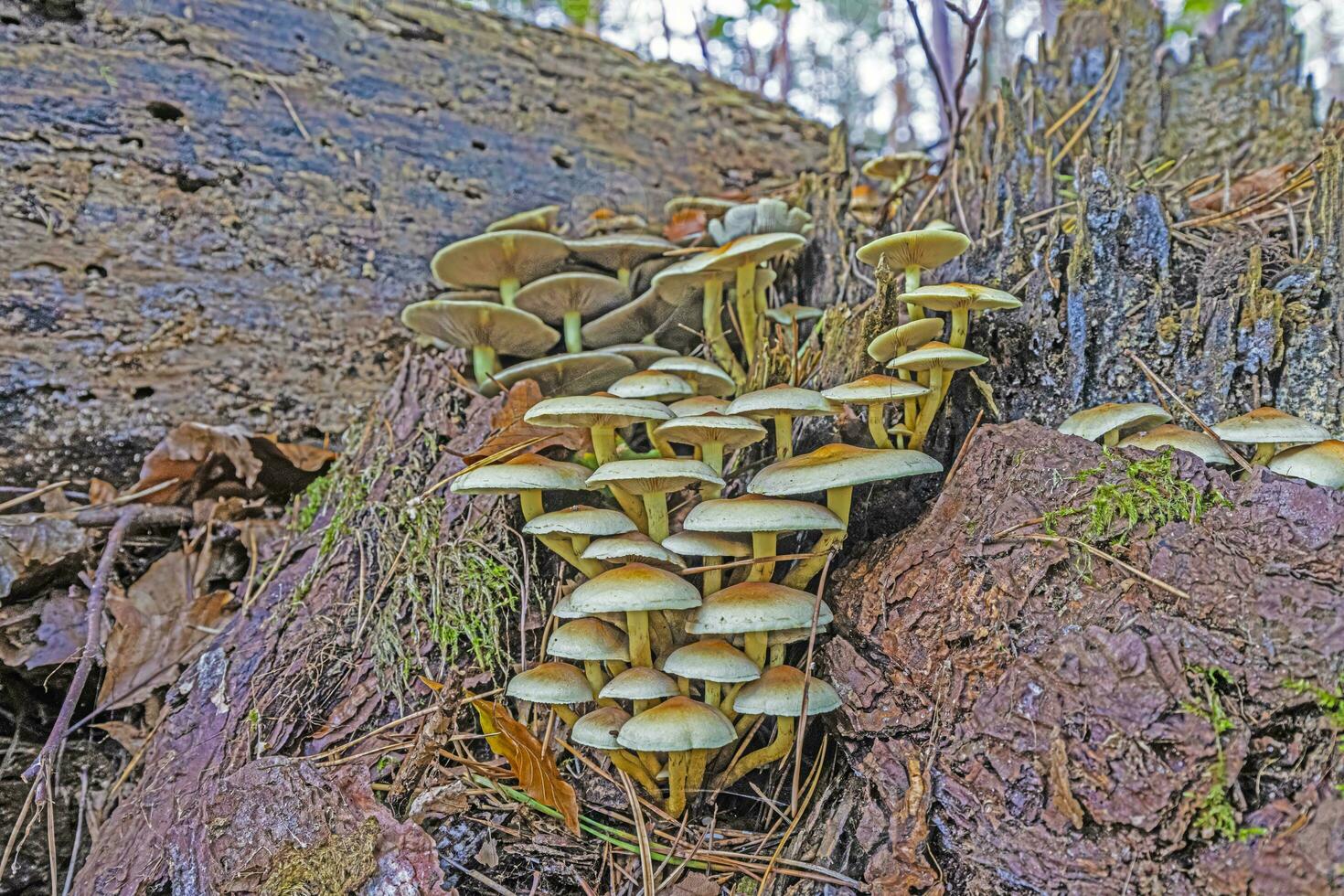 Picture of a group of mushrooms on a tree trunk in autumn photo