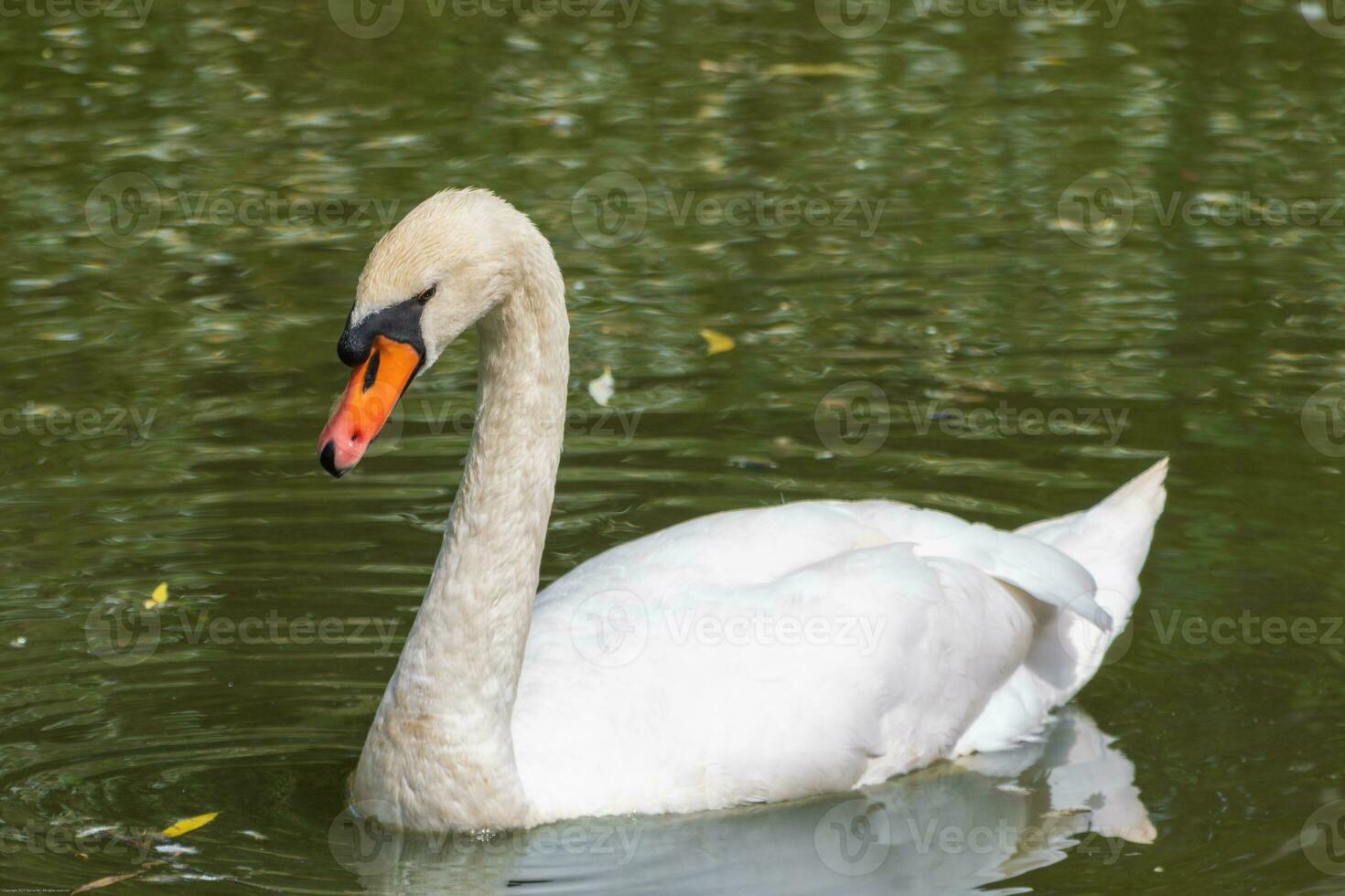 Close up photo of a beatifull white swan floating on a lake
