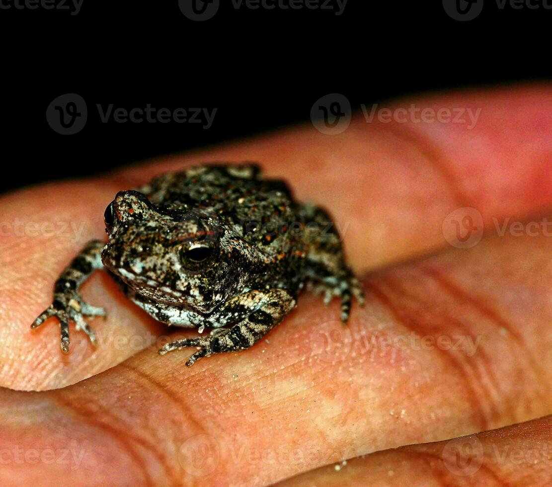 Hand holding small toad photo