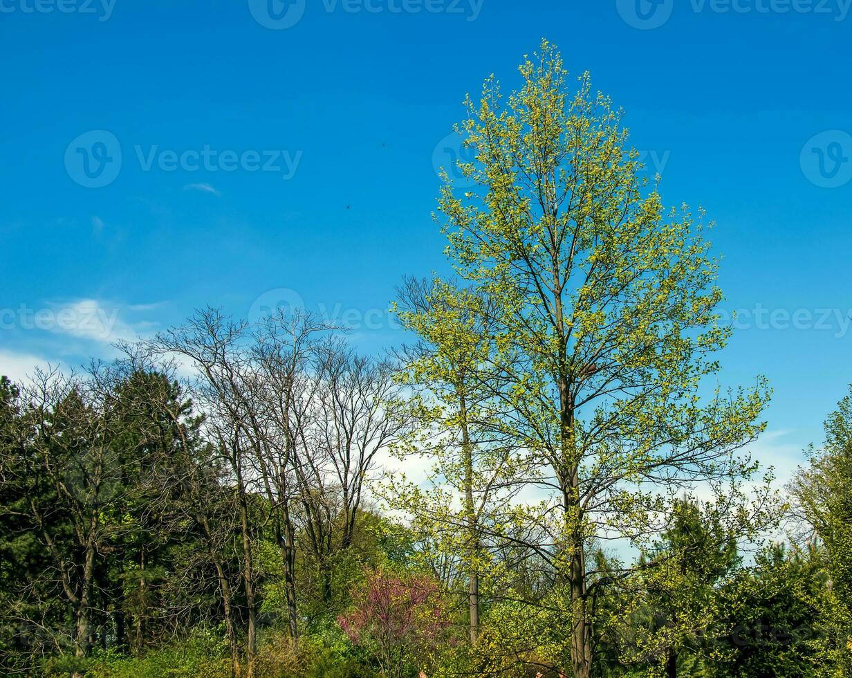 Tulip liriodendron is a beautiful ornamental tree. Tulip liriodendron in spring. photo