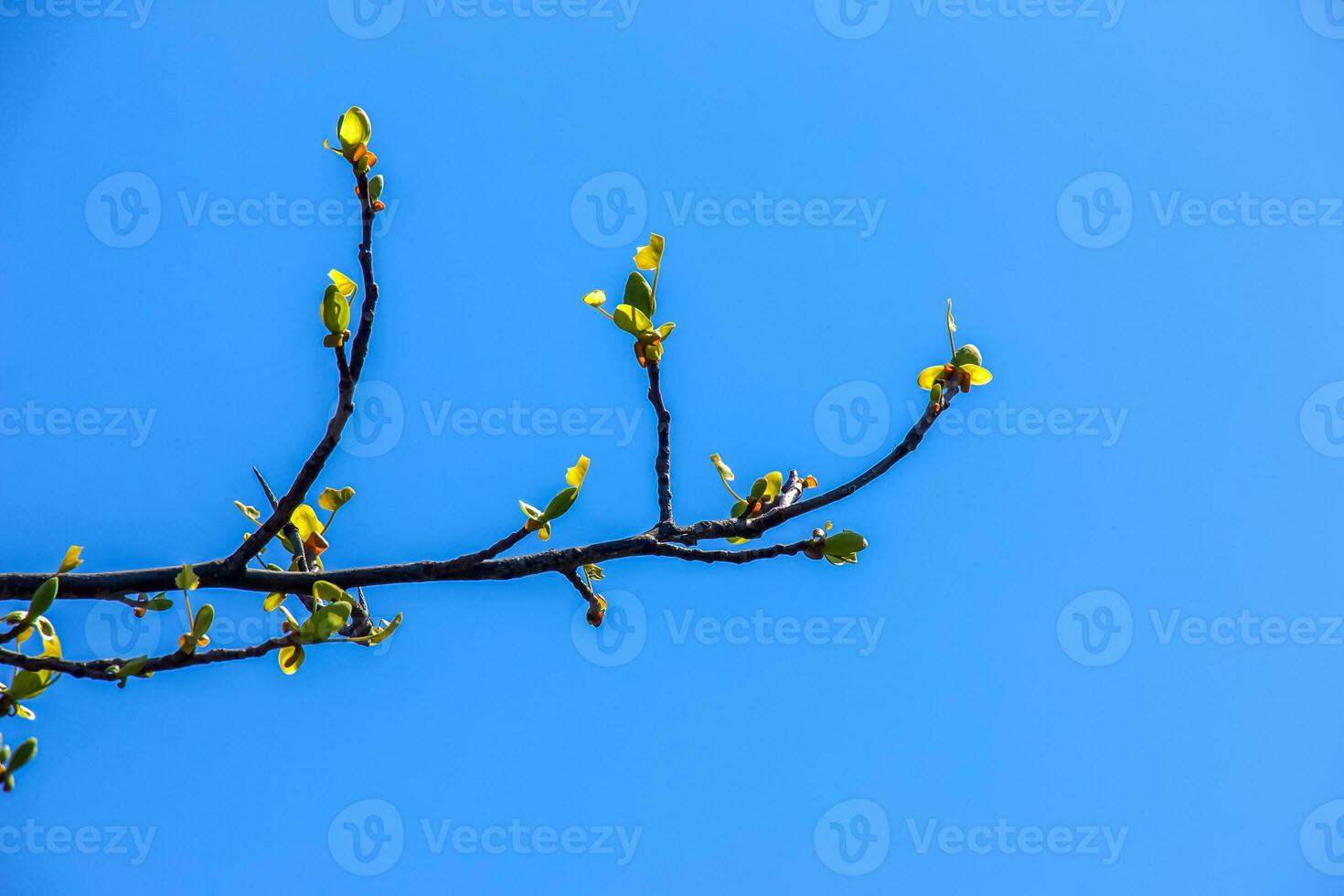 Tulip liriodendron is a beautiful ornamental tree. Tulip liriodendron in early spring. Close-up. photo