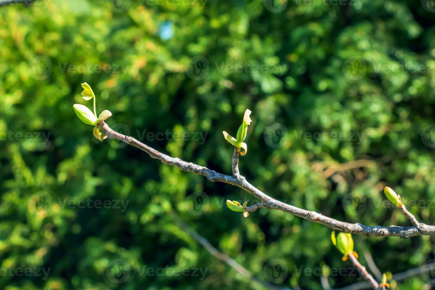 Tulip liriodendron is a beautiful ornamental tree. Tulip liriodendron in early spring. Close-up. photo