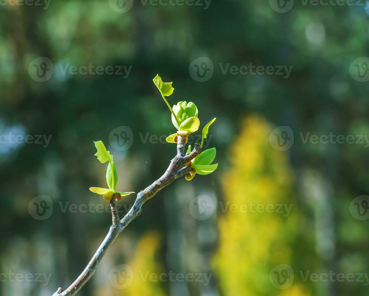 Tulip liriodendron is a beautiful ornamental tree. Tulip liriodendron in early spring. Close-up. photo